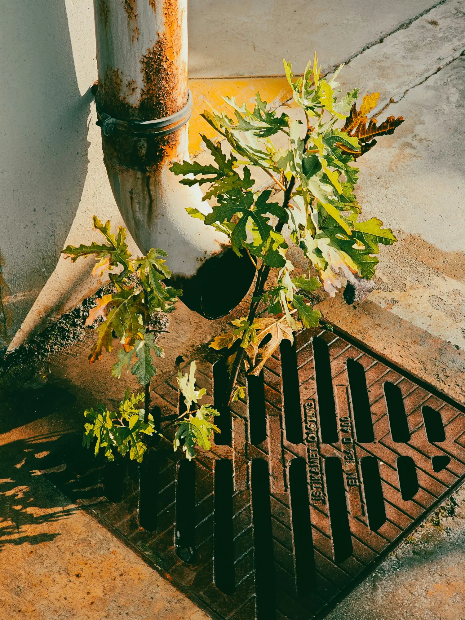 Dryer vent cleaning near me, cleared lint clog in dryer vent in Kent Washington home
